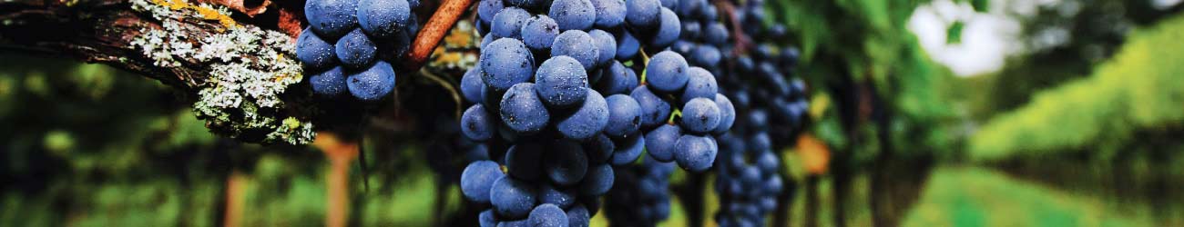 close up of grapes on a vine