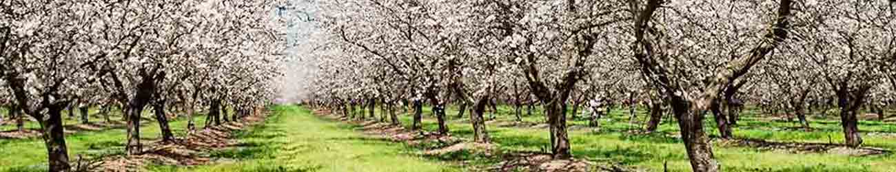 orchard with spring blossoms